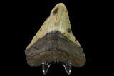 Fossil Megalodon Tooth - North Carolina #147015-2